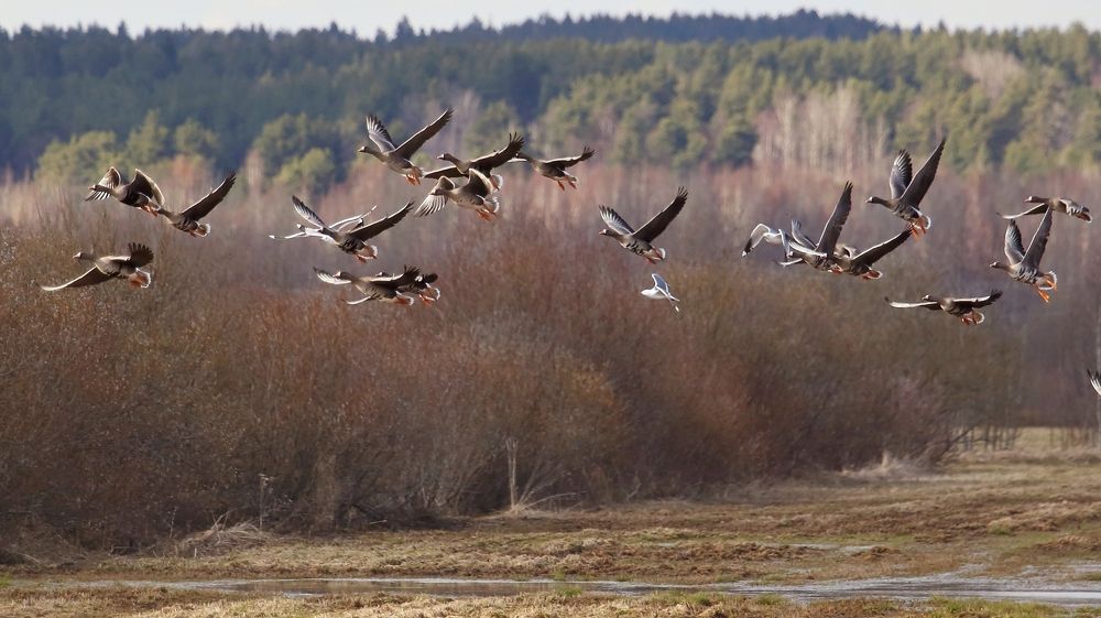 Photograph by Николай Раппу