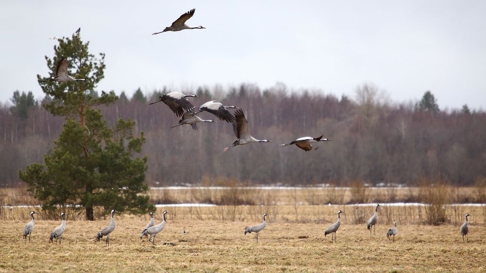 Photograph by Николай Раппу