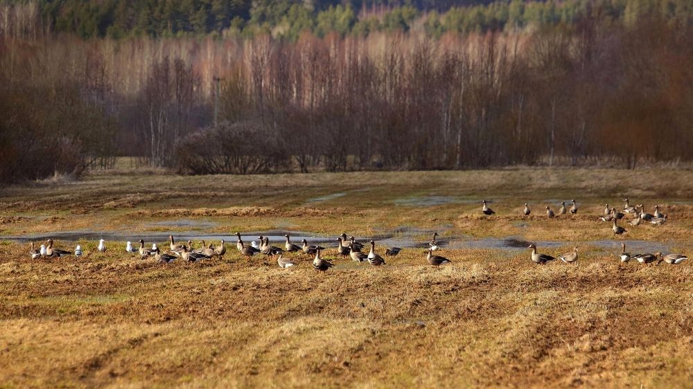Photograph by Николай Раппу