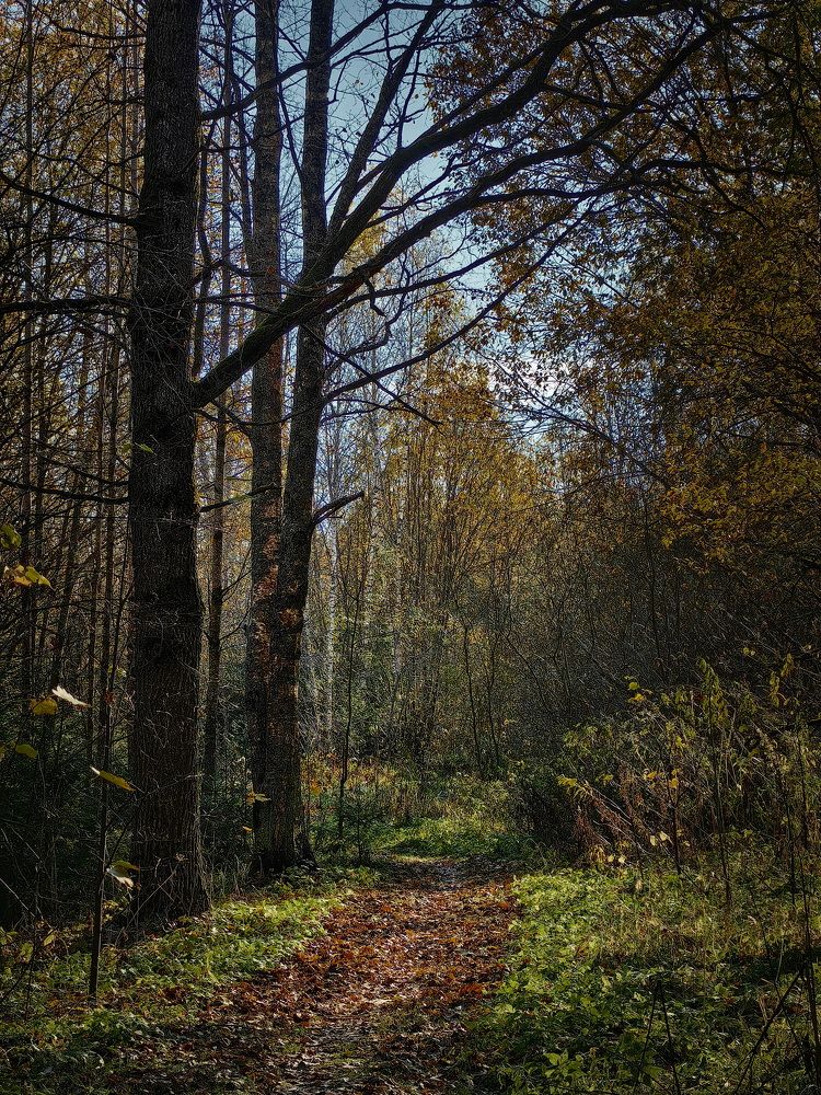 Фотография автора Юрий Кольцов