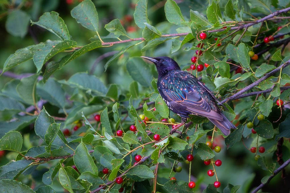 Фотография автора Alexander Pashenichev