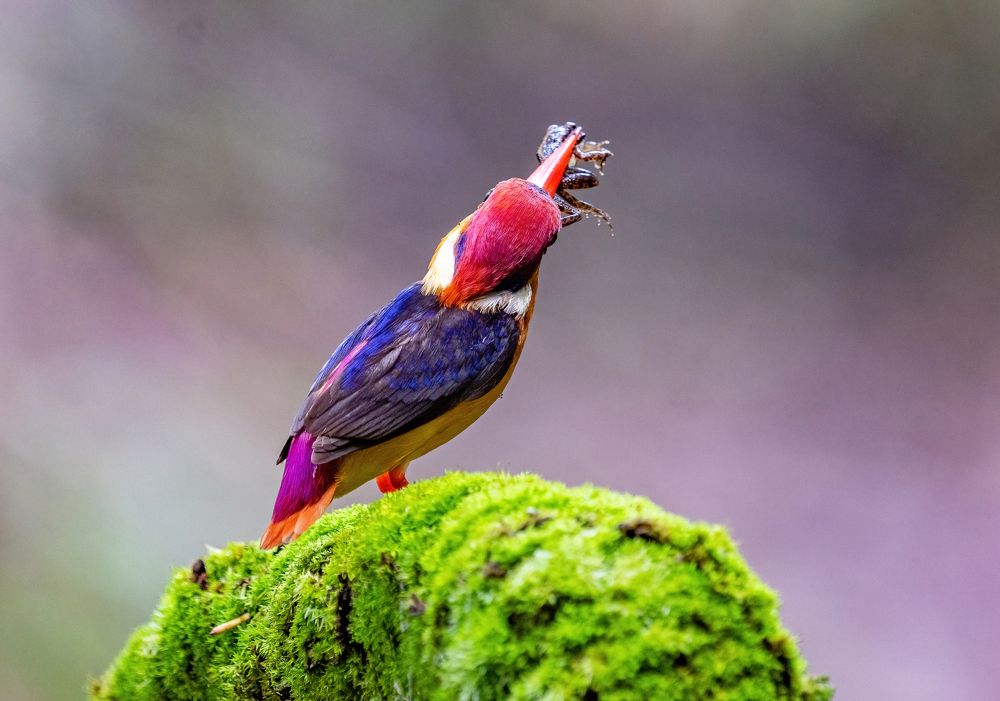 Photograph by Nitin Baste