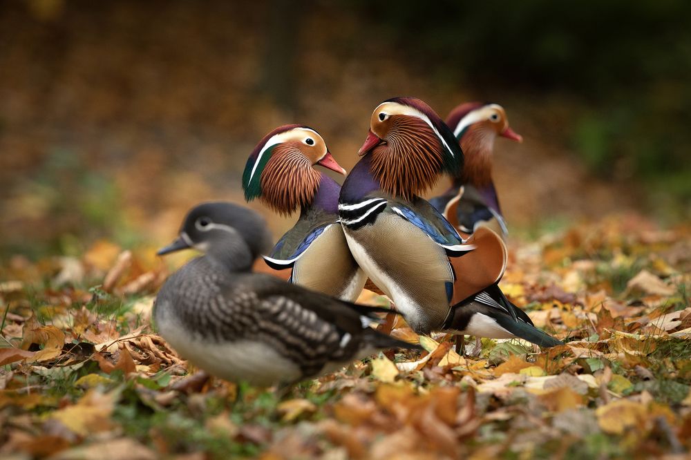 There will be a fight