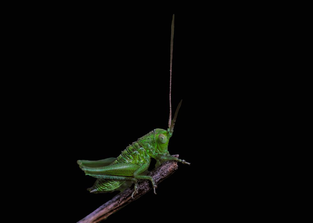 Photograph by wendy vanhoudt