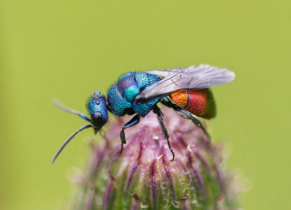 Photograph by wendy vanhoudt