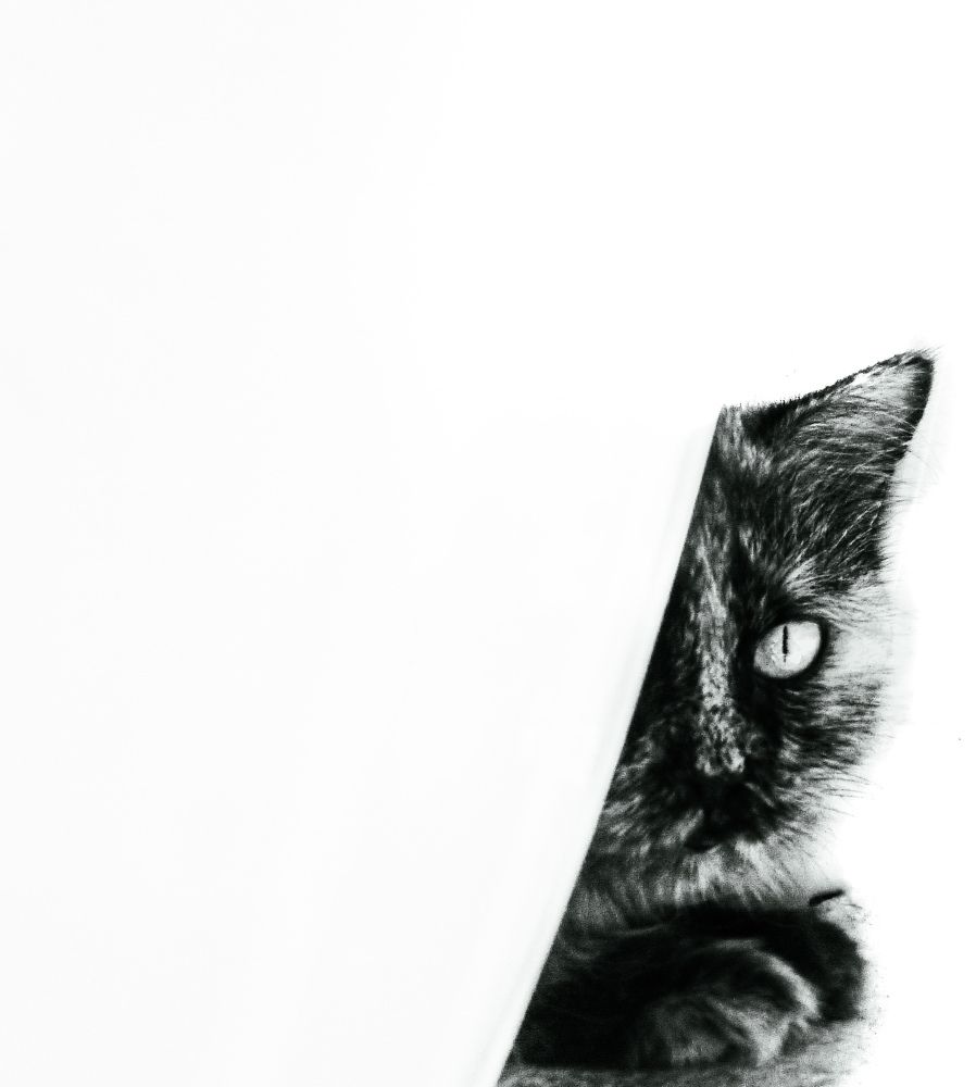 Photograph by Shakila Fathollahzadeh