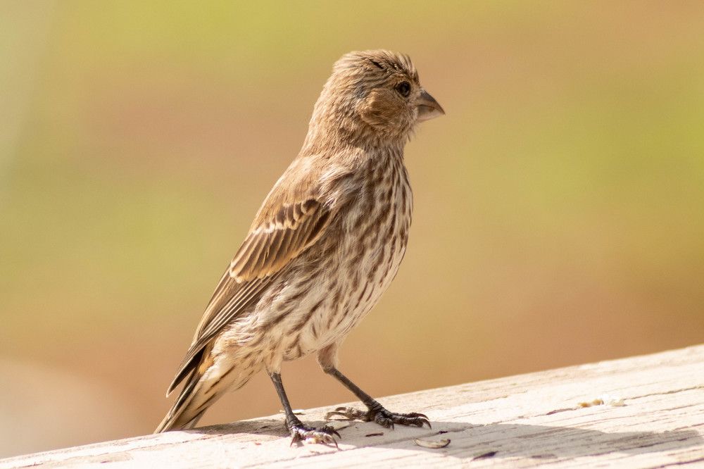 Фотография автора Van Gross