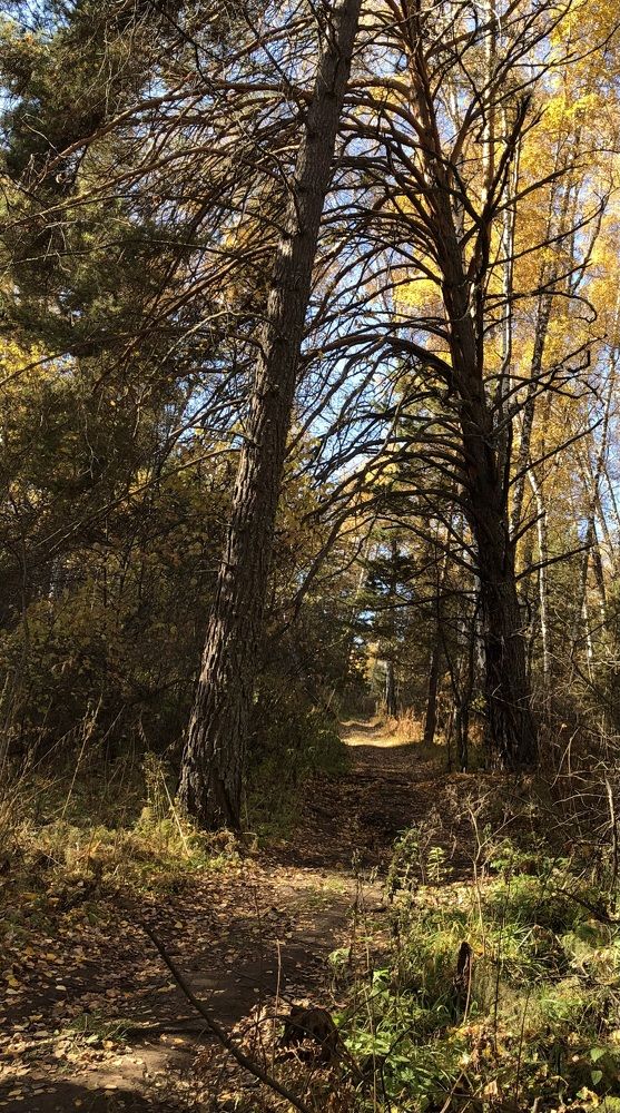 Фотография автора Светлана Гончарова