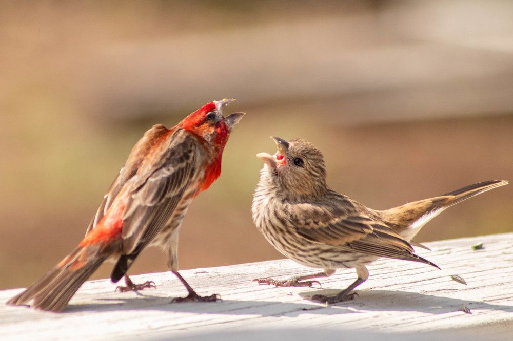 Фотография автора Van Gross