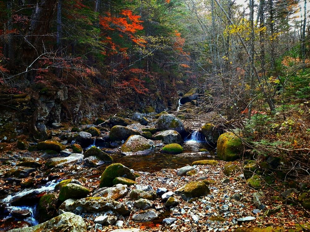 Вдоль ручья Ойры, в глубины тайги..