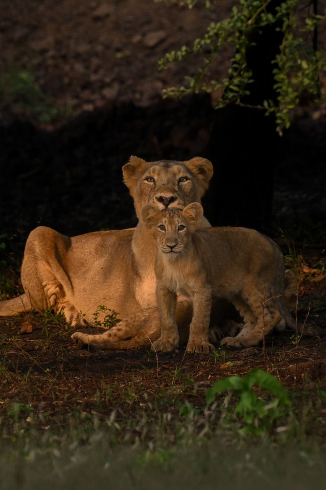 Lioness and cub