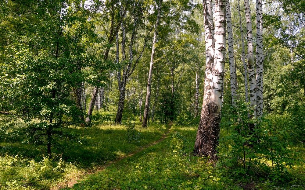 Фотография автора Николай Бологов