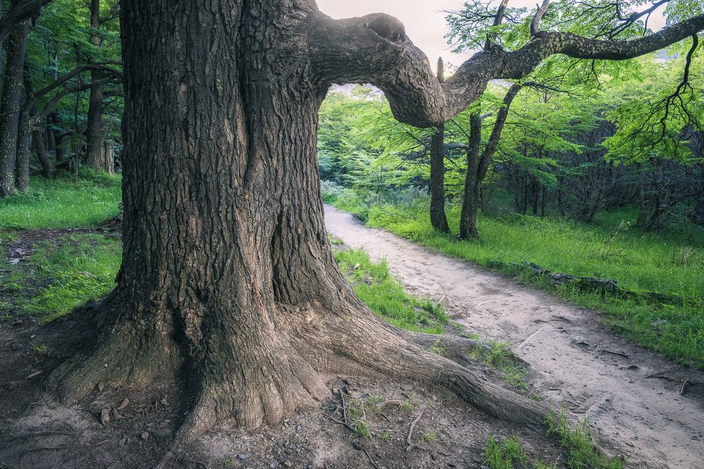 Там, где дубы колдуны