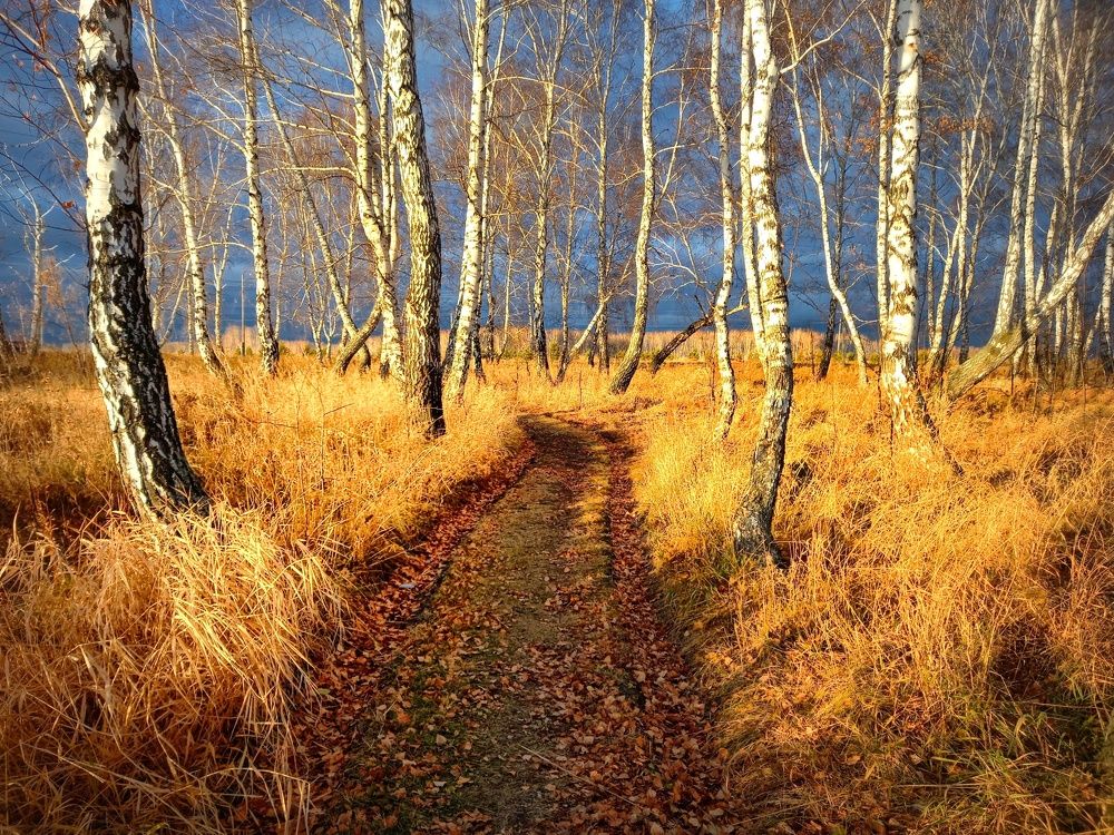 В берёзовом леске