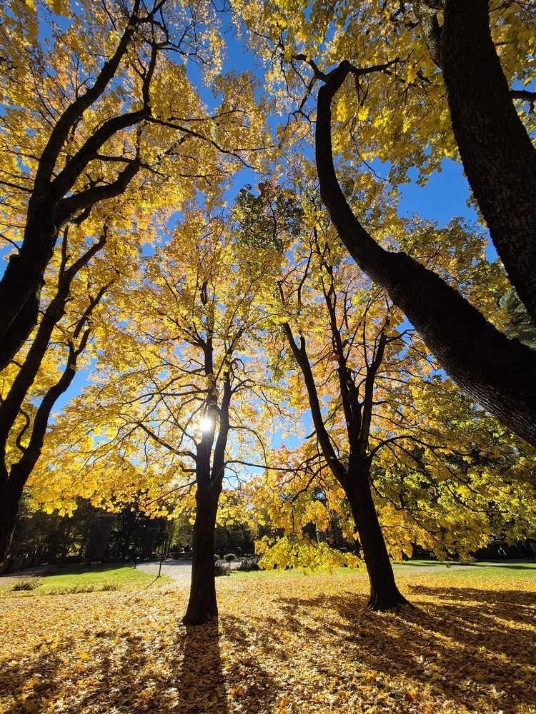 осенний парк