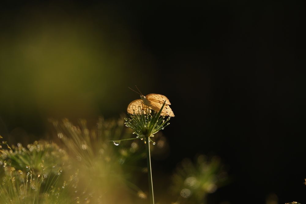 Photograph by DONG HAN CHIM