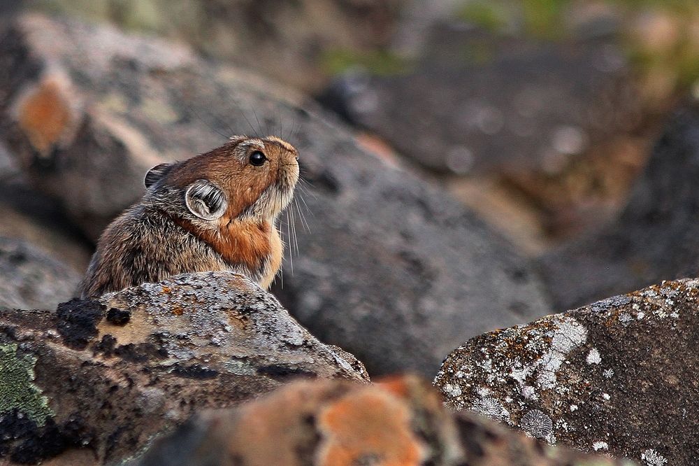 Photograph by Александр Велигура