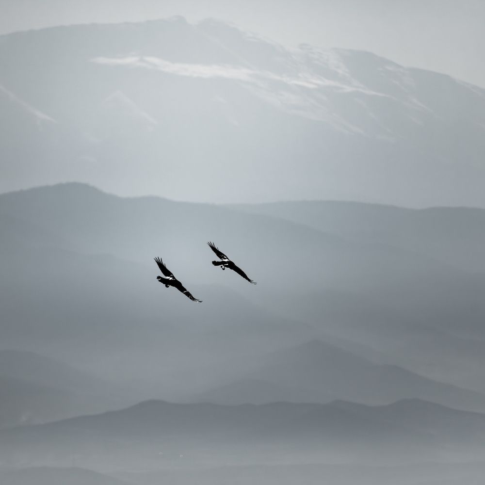 Фотография автора Андрей Симонов