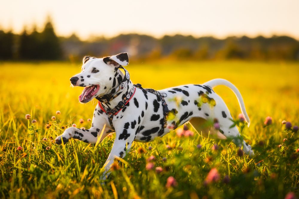 Photograph by Dmitry Ishniyazov