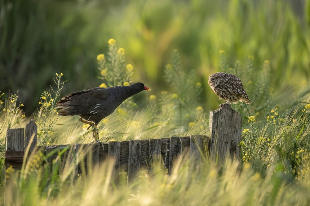 Photograph by Elke Braet