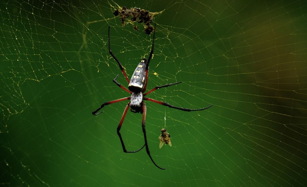 Фотография автора Omar Saar