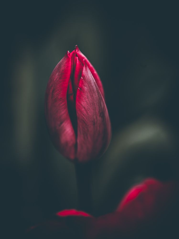 Photograph by Manzoni Paolo