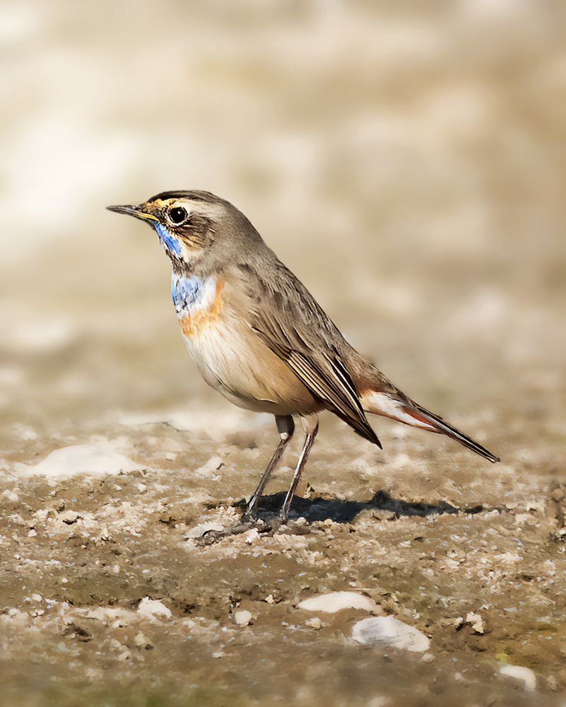 The bluethroat