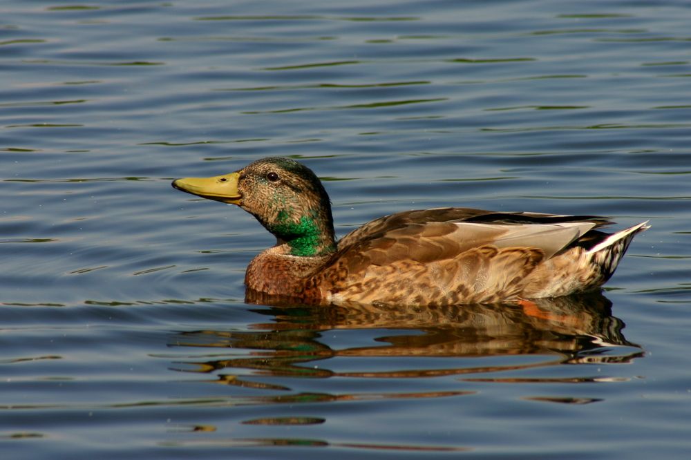 Фотография автора Nelya  Lysenko