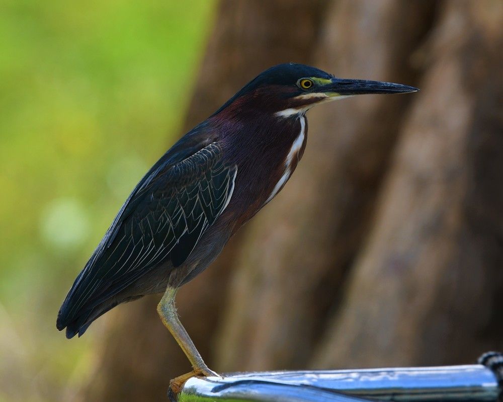 אנפית מנגרובים ירוקה
