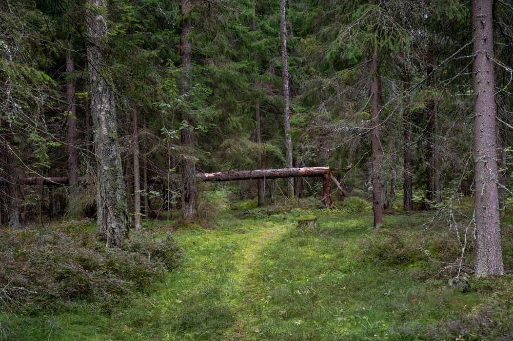 Photograph by Анна Стрелковская