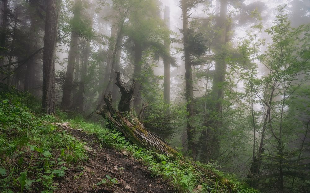 Туманной тропой