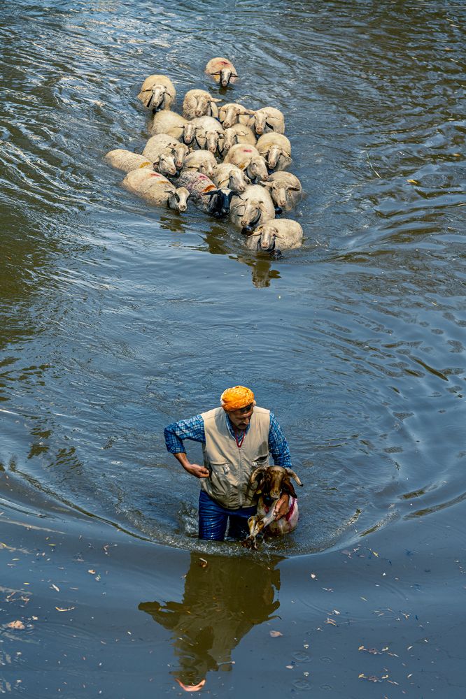 Sheep Crossing From Water