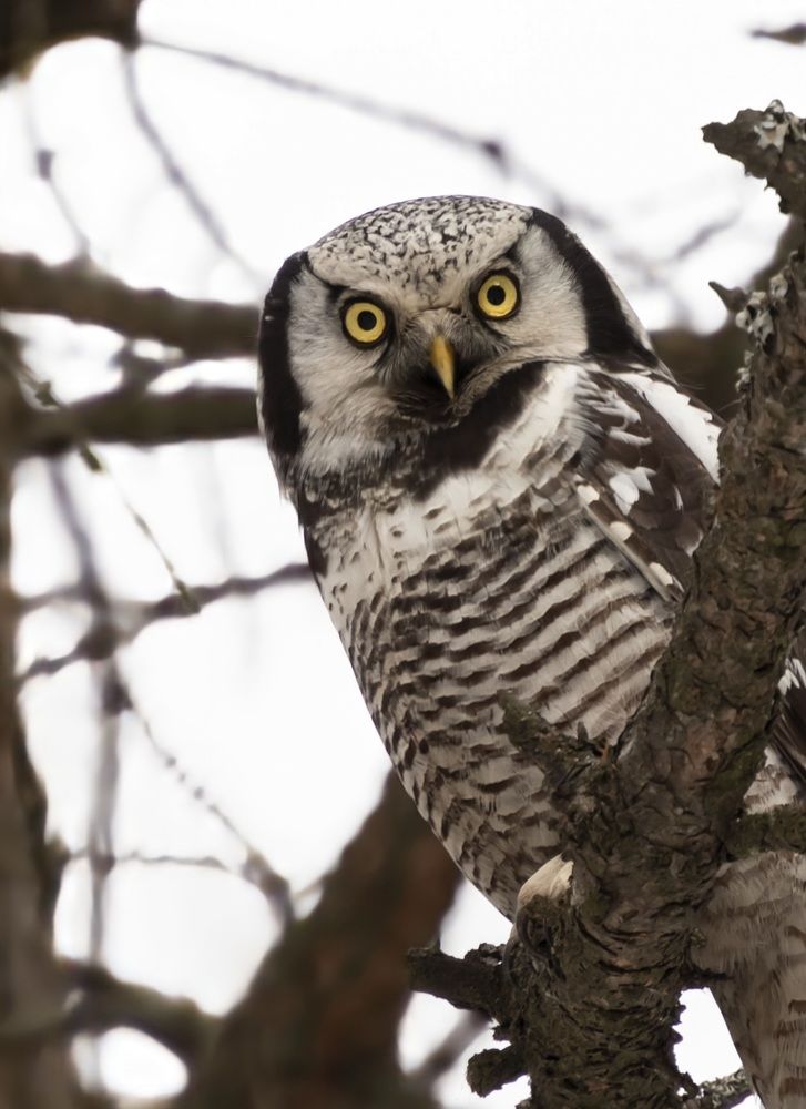Ястребиная сова