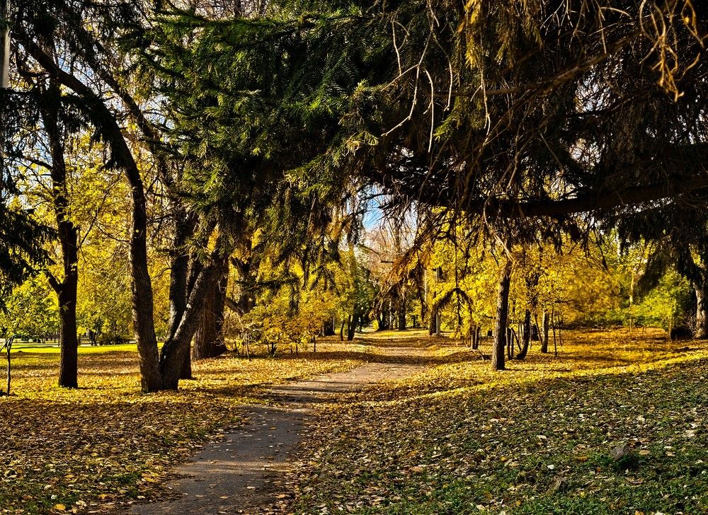 Фотография автора Максим Грибанов