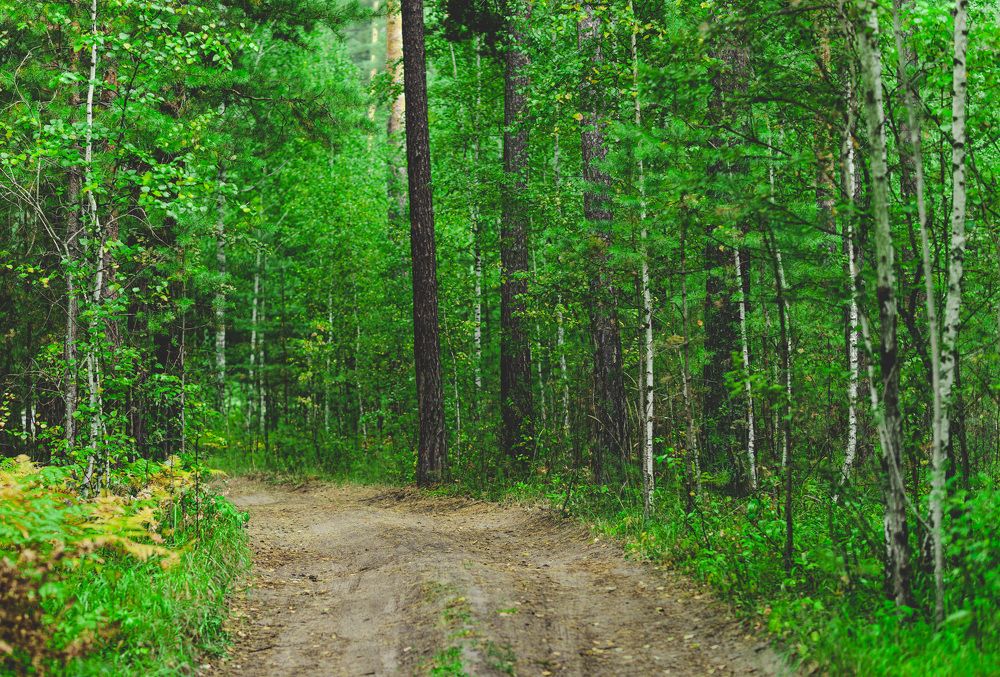 Фотография автора Максим Грибанов