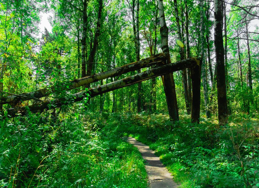 Фотография автора Максим Грибанов