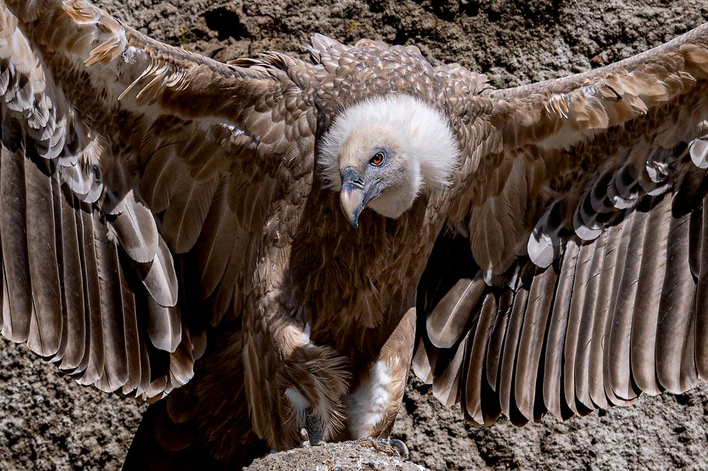 Фотография автора Faller Tamás