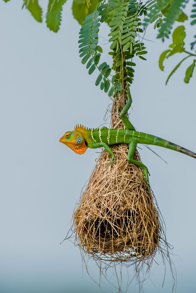 Photograph by Janakan Sritharan