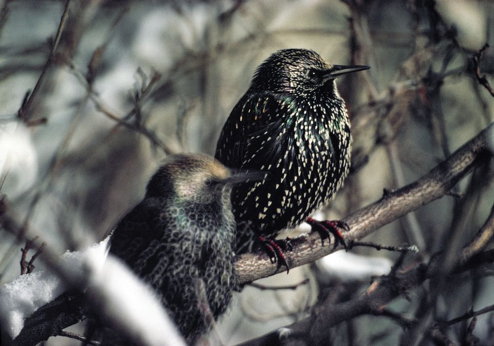 STARLINGS