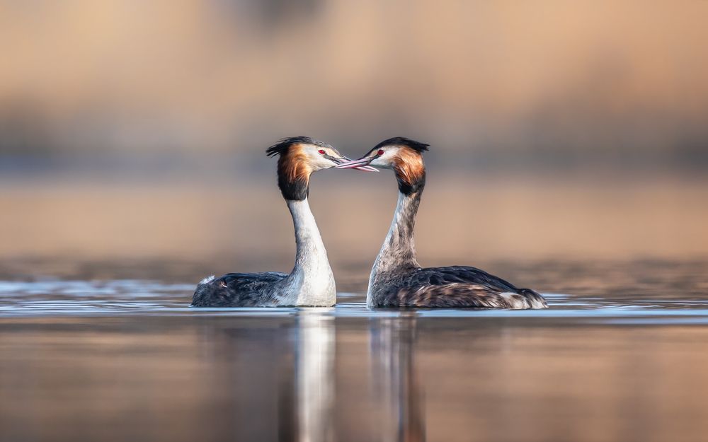 Птичья любовь