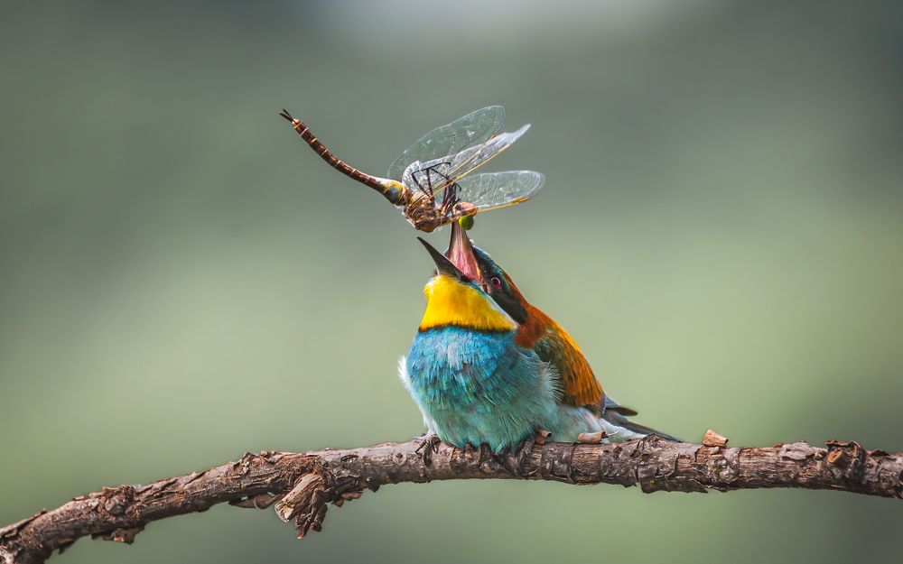 Славная добыча!