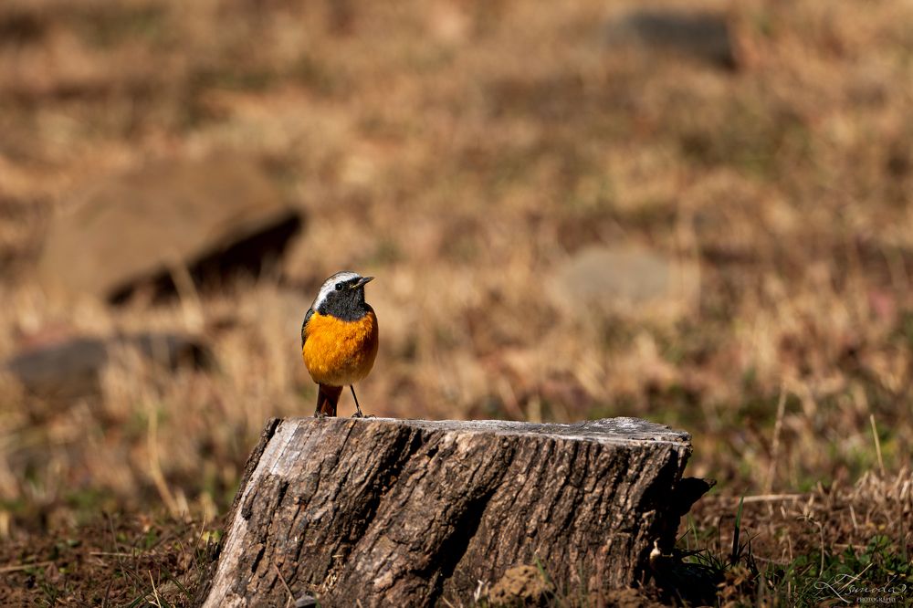 Photograph by Tsunoda