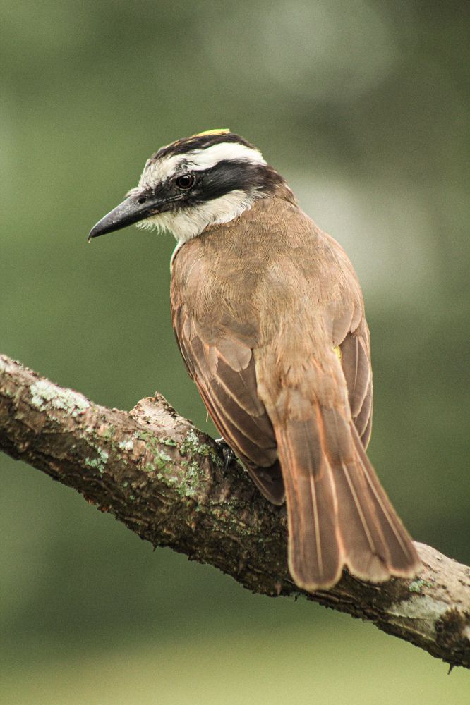 Photograph by Ricardo Venerando