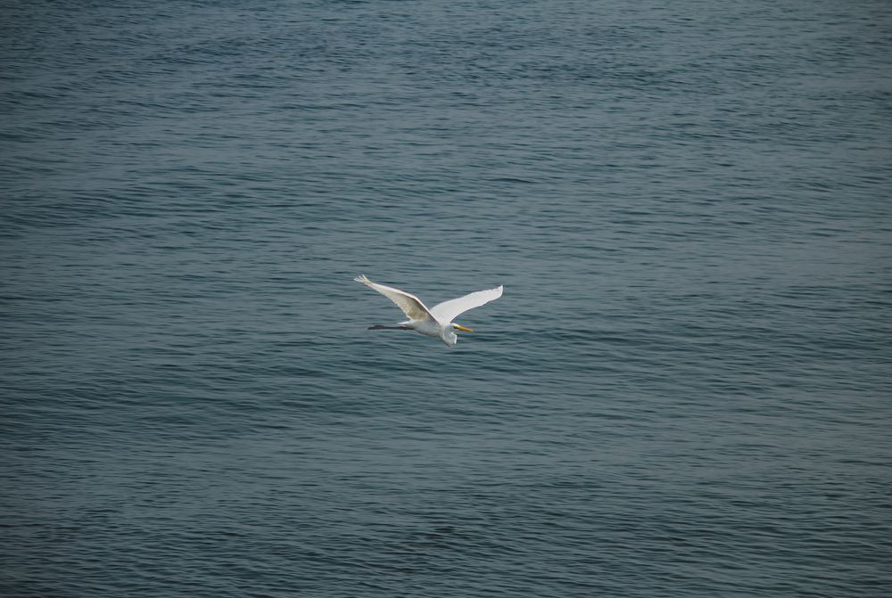 Фотография автора Devanand K S