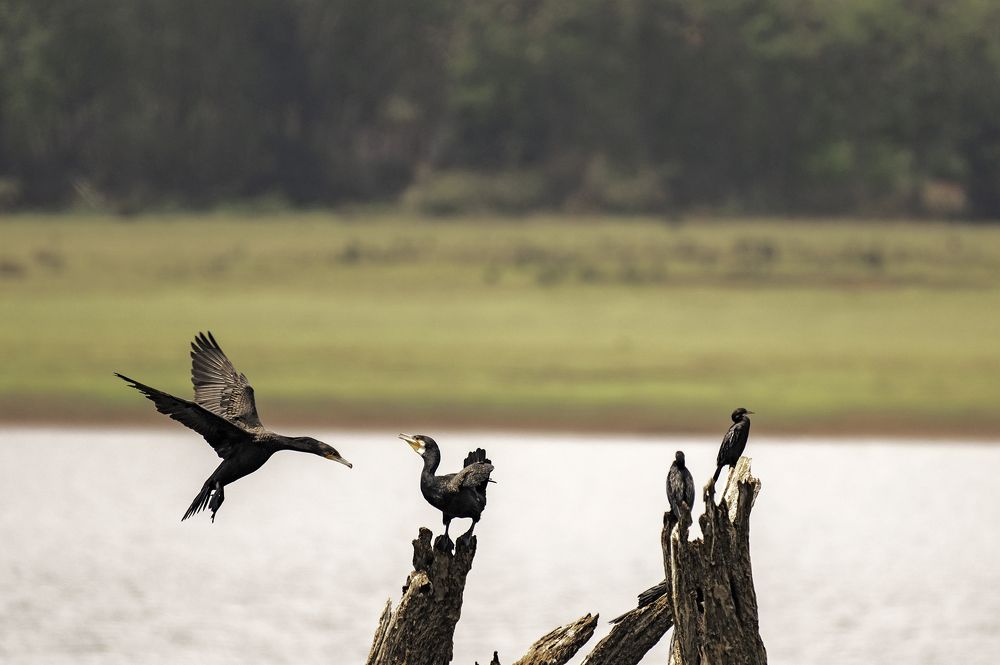 Фотография автора Hari Saya