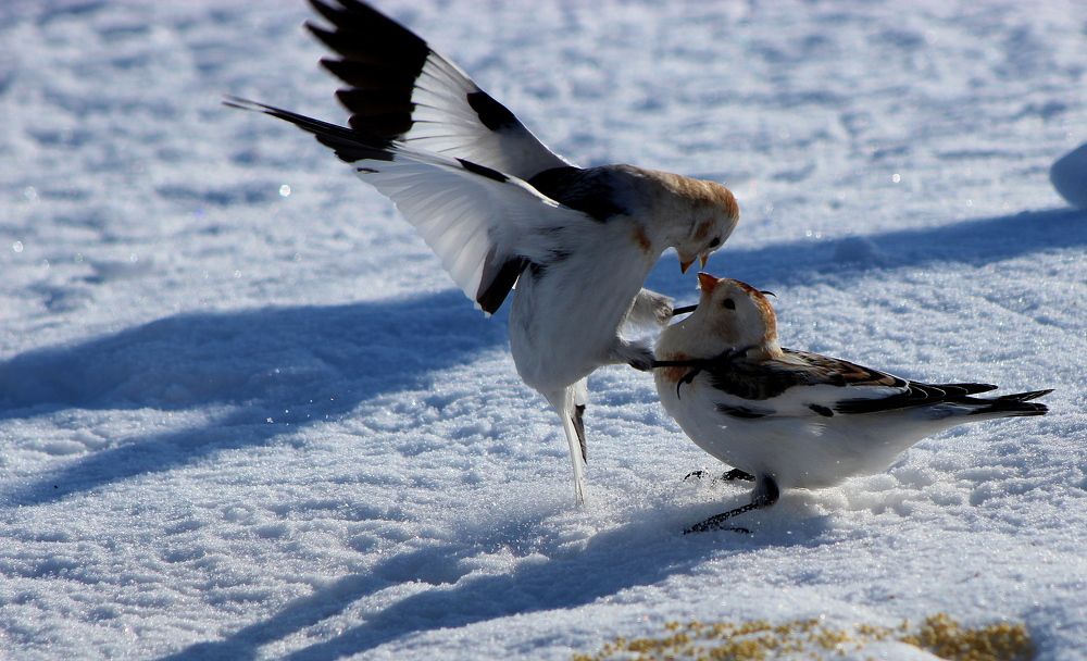 Photograph by Александр Велигура