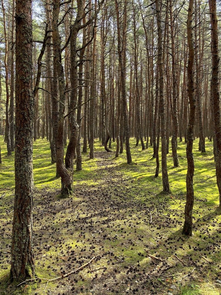 Фотография автора Александр Сипаров