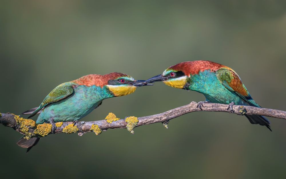 Скромное подношение