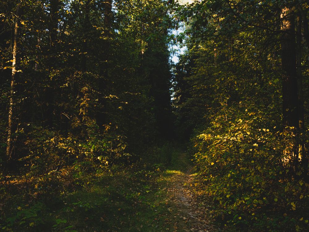 Фотография автора Ирина Гриценко