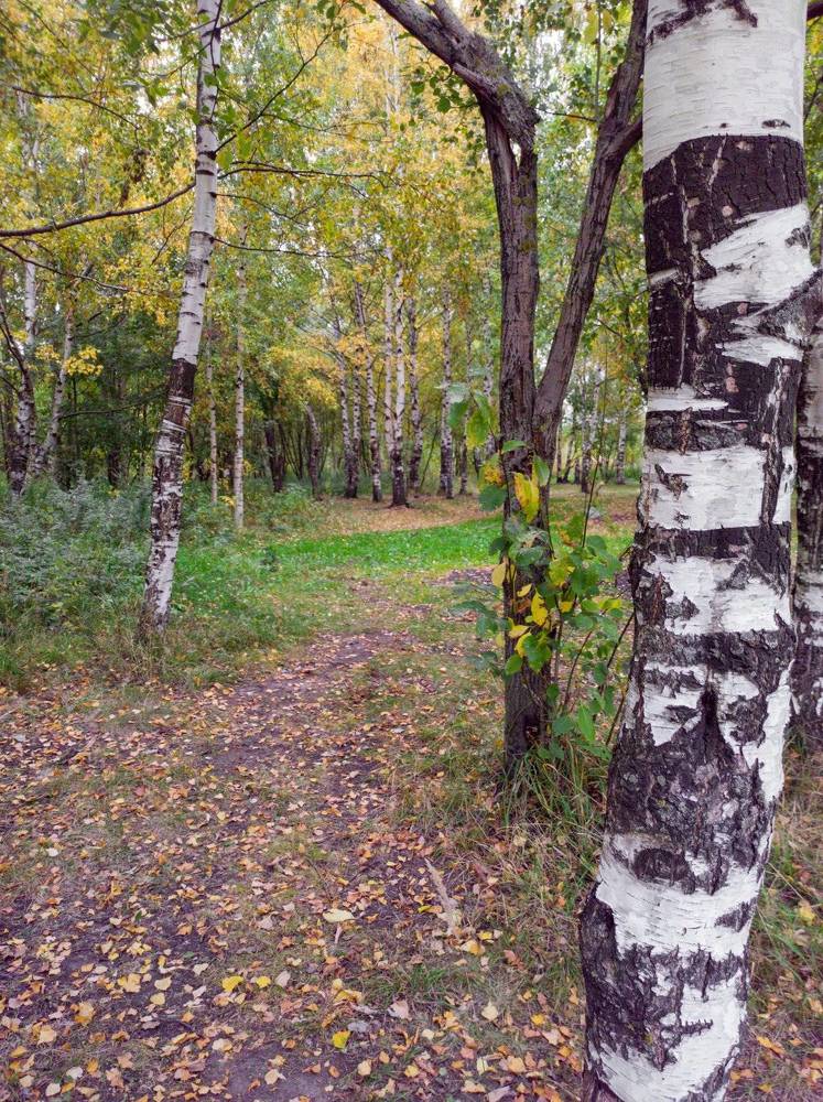 Фотография автора Марина Алексеевская